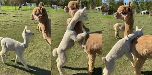 Милота дня: детеныш альпака обнимает свою маму