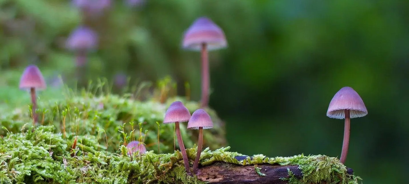 Галлюциногенные грибы росли в венах энтузиаста и могли привести к его гибели